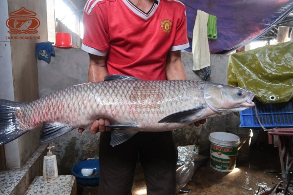 cách kho cá trắm đen làng vũ đại