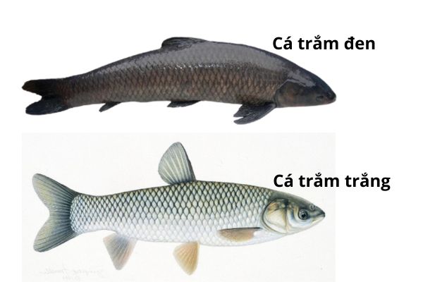 Cách Phân Biệt Trắm Đen Và Trắm Trắng