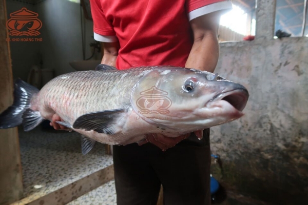 Cá trắm đen chỉ có 1 loại duy nhất