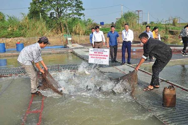 Mô hình nuôi ảnh hưởng tới giá cá trắm đen