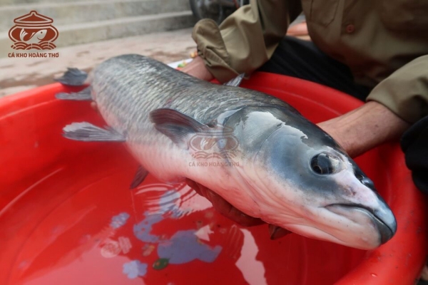 bảo quản cá trắm đen