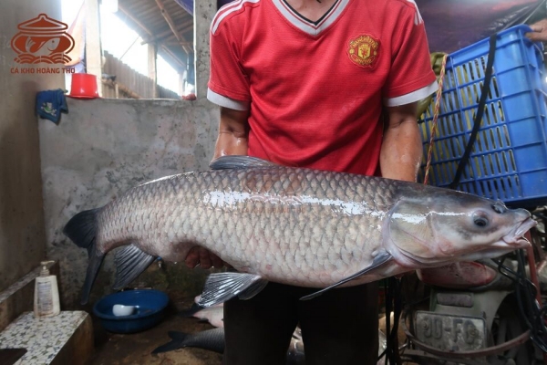 cá kho làng vũ đại dùng cá trắm đen