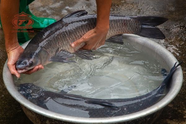 cá trắm trì và cá trắm đen