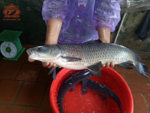 giá cá trắm đen 5kg