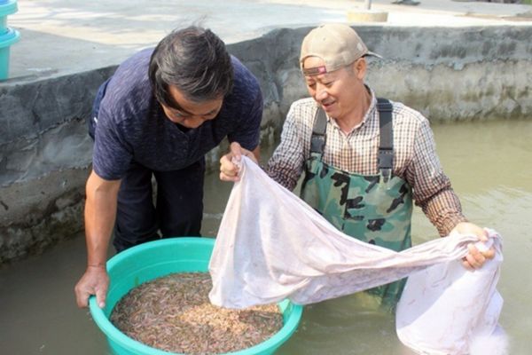 Hải Dương là địa phương nhiều rươi và ngon nhất