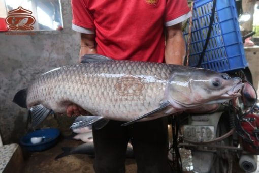 Hoàng Thơ chuyên cung cấp cá trắm đen